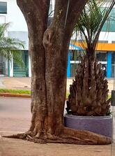 Açaí Mania - Giruá