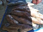 Restaurante O Pescador