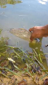 Pesqueiro Tres Lagoas