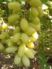 हॉटेल आर्यन फॅमिली गार्डन अँड रेस्टॉरंट टेंभुर्णी