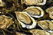 La Crique - Restaurant, produits de la mer et huitres