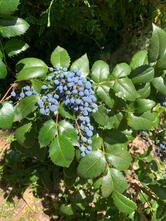 DOMAINE DES NAÏADES