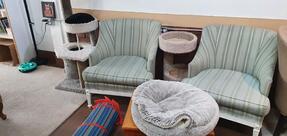 The Purrfect Cup Cat Cafe