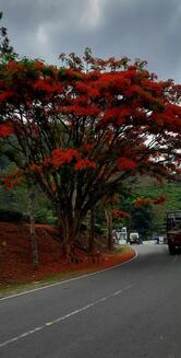 Kuttanadu Restaurant