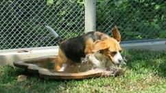 CoCo house Cat & Dogs Hotel