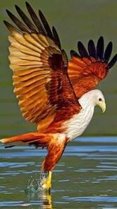 Celma Bolos e Lanche