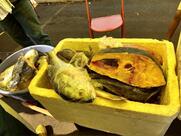 Feira Paranaíba - MS