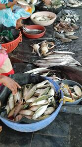 Sadashivagada (Meenu) Fish Market