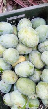 galla mandi samti office