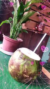 Coco Gelado Pastel Com Caldo De Cana