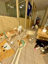 Shibainu Story (Farm & Cafe)