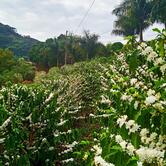 Sítio Imperial da Serra - Cafés Especiais