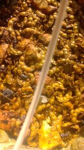 Krishna Umbadiyu Center