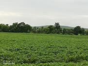 Gulmohar Greens Garden