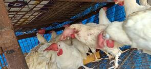 Bismillah Suguna Chicken Center