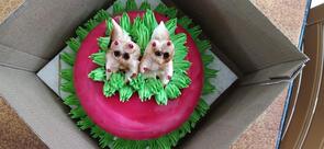 Jheel Marwari Basa & Cake Parlour