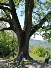 Agriturismo Al Colle