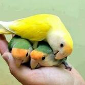 Santosh Saw Hotal Chaumin Dukan