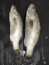 Hidden Heart - Family Restaurant and Bar