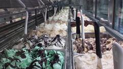 Gelateria Coconut