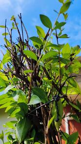 Cafe Palace Restaurant