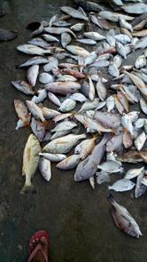 Raju's fish fry stall