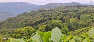 Dorzinma Kirati resturent & Homestay