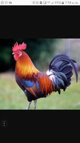 KARAVALLI CHICKEN AND MUTTON MARKET