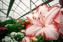 Kochu Kunju Tea Shop