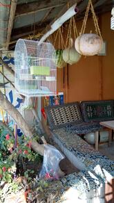 چایخانه وکافه محمودی