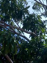 ESPETINHO DO CLEBER (Binha)