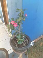 Espetinho do Neguinho