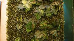 Tadka Veg Family Restaurant