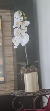 Delicatessen sabor do trigo