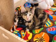 ASOK PETHOUSE CAT CAFE APH Cafe