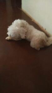 Bar e Lanchonete Silva