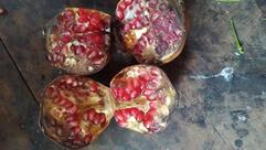 Royal Fruits &Bakery