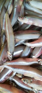 Mia Fish stal & sea Food