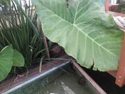 Atlantic Hamburgueria e Sorveteria