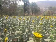 Hotel Sony Permit Room Beer Bar