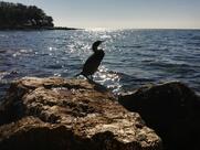 Grill Ulika da DARIO ristorante