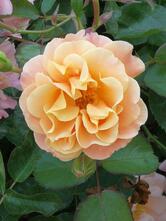 Panetteria Pasticceria Ponzano Giancarlo