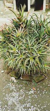 Green Shadow Restaurant Pure Veg