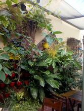 Come Come Restaurante