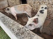 Fazendinha da Vila dos Animais