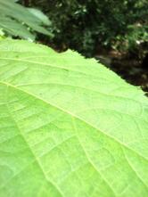 Bar e Restaurante O Barbosa