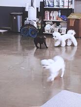 The Wal'z Dog Cafe