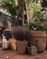 Bacania Veche / Romana / Delicatese & Gradina