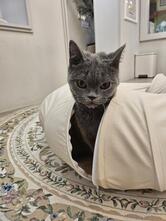 Roof Cat Me