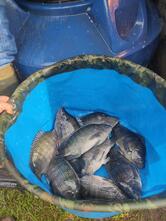 Pesqueiro e Restaurante DE BOA